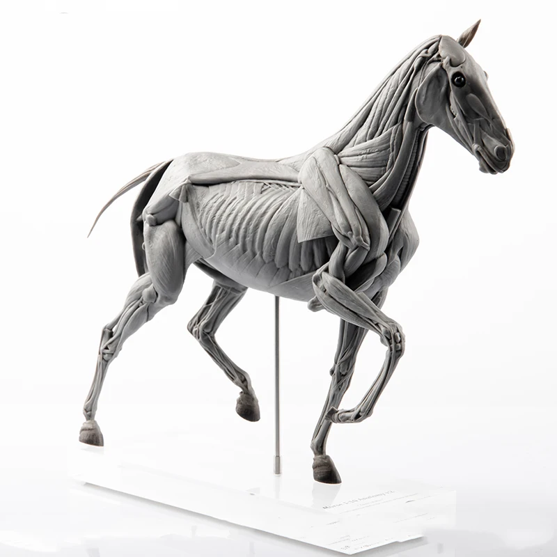 Resin Art Decoration Items - EVOLABORATORY 馬の筋肉解剖模型 シーンアート装飾コレクション 大人向け誕生日プレゼント リアルなデザイン