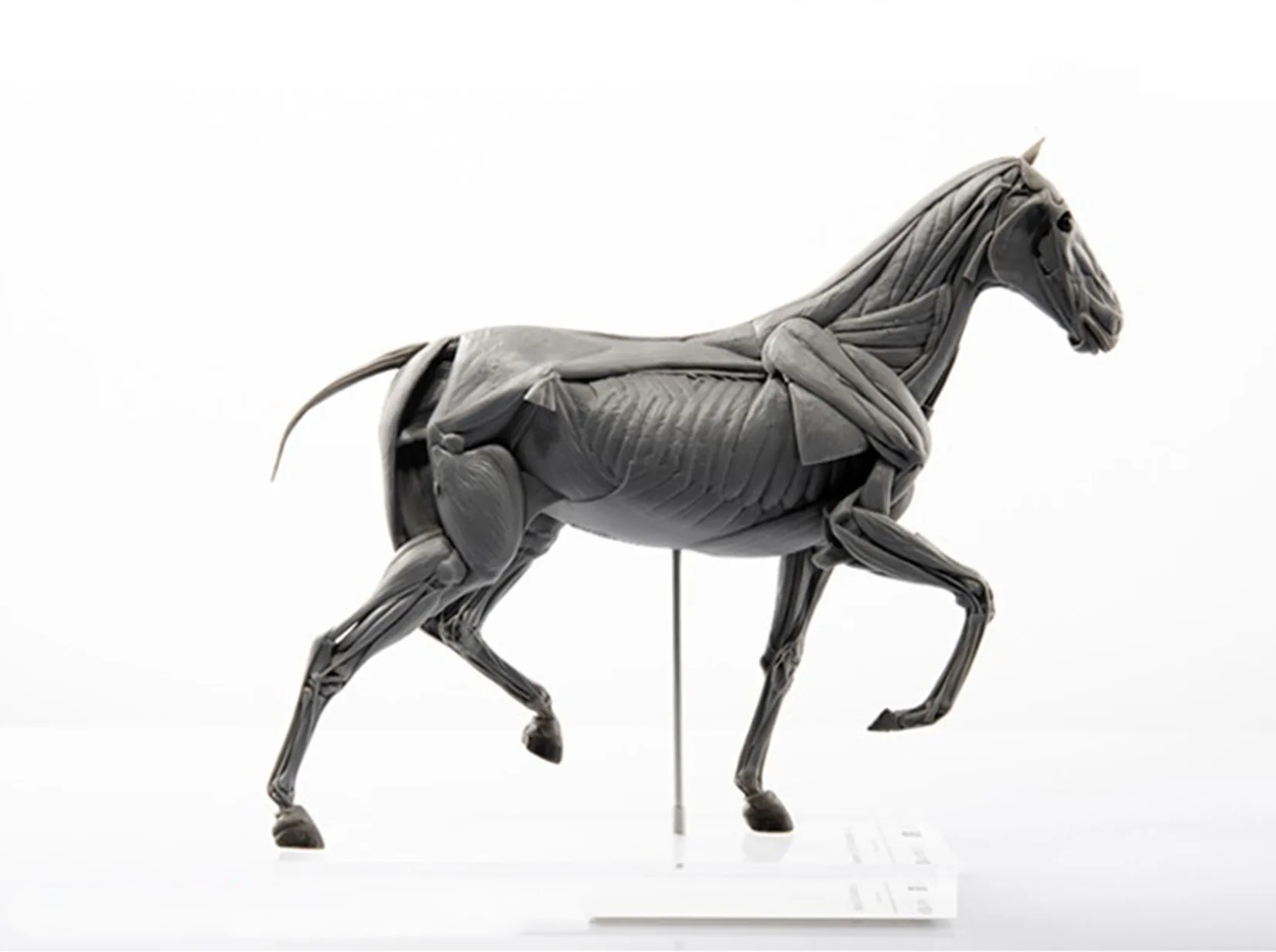 EVOLABORATORY 馬の筋肉解剖模型 シーンアート装 - Resin Art Decoration Items のレビューと価格