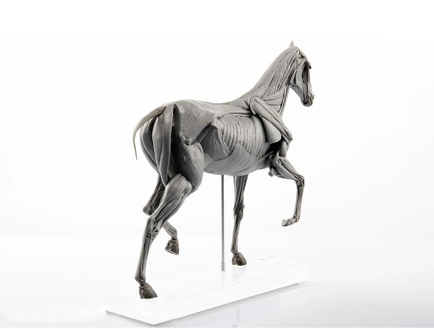 EVOLABORATORY 馬の筋肉解剖模型 シーンアート装 - Resin Art Decoration Items のレビューと価格