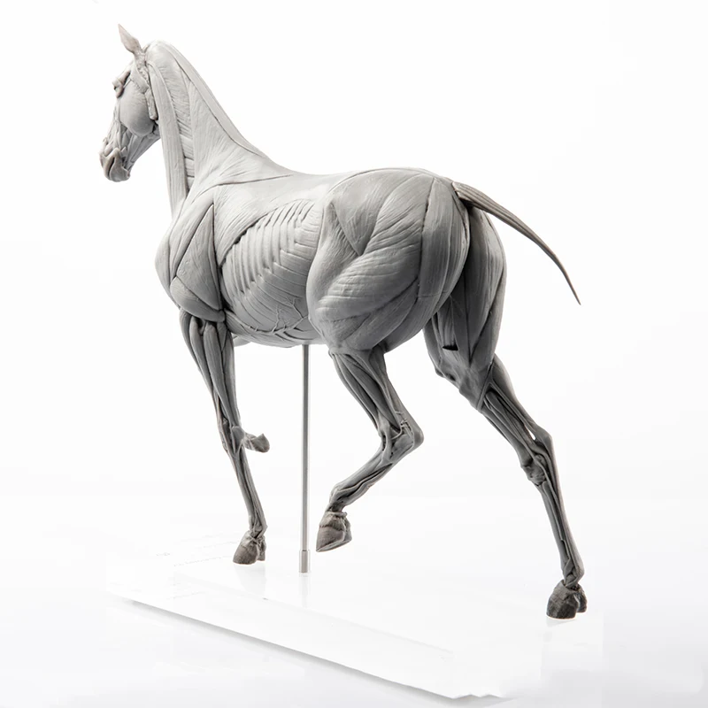 EVOLABORATORY 馬の筋肉解剖模型 シーンアート装 - Resin Art Decoration Items のレビューと価格