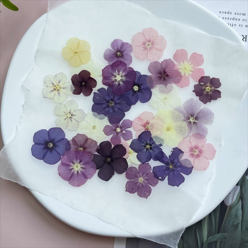12個、半透明ニッチフロックス押し花 - 写真フレーム/樹脂 - Resin Art Phone Case のレビューと価格